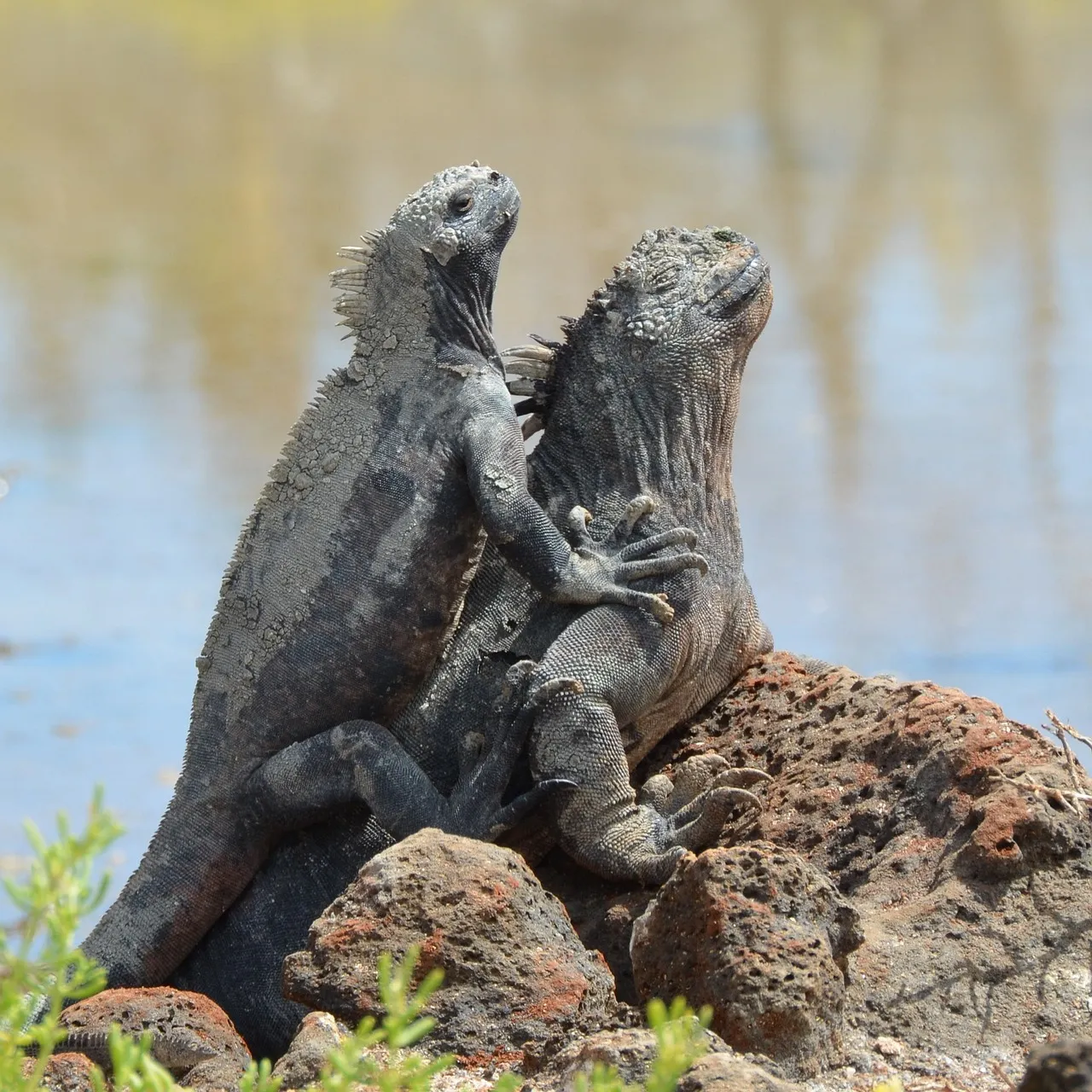 Baby Yucatan Spiny Tail Iguana - Colorado Reptiles