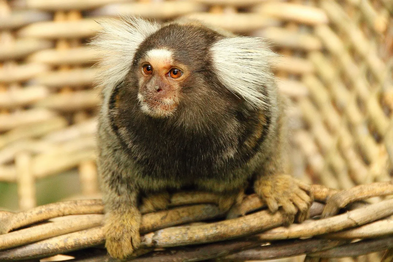marmosets monkey for sale