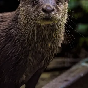 Male Asian Small Clawed Otters