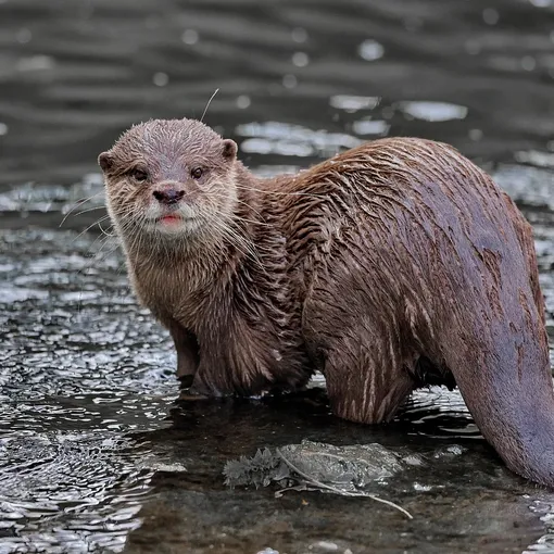 Male Asian Small Clawed Otters