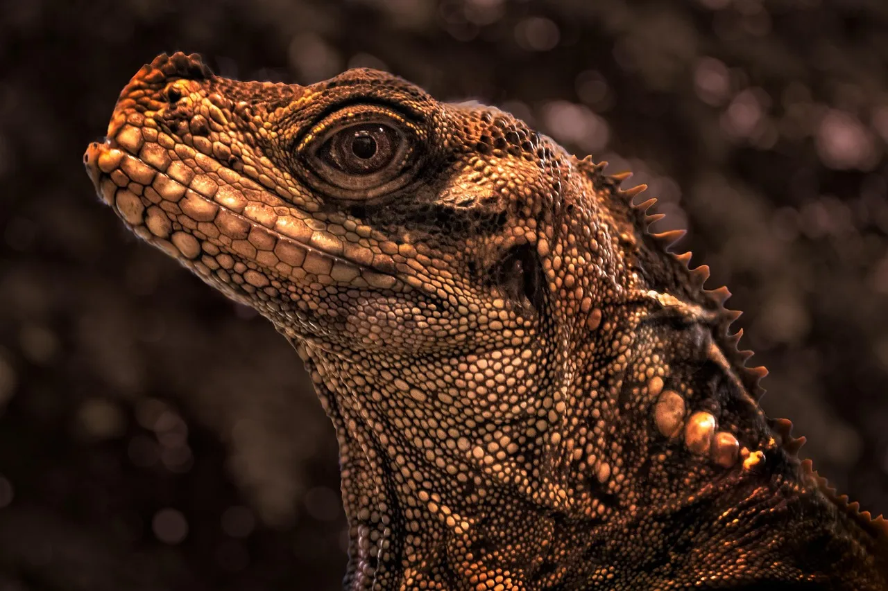 Oaxacana Spiny tail iguana – V Reptiles