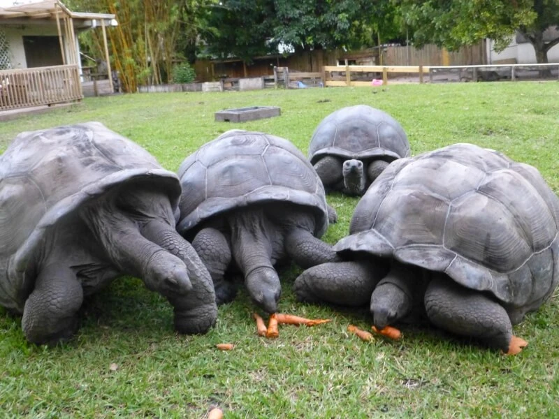 Florida Iguana & Tortoise Breeders