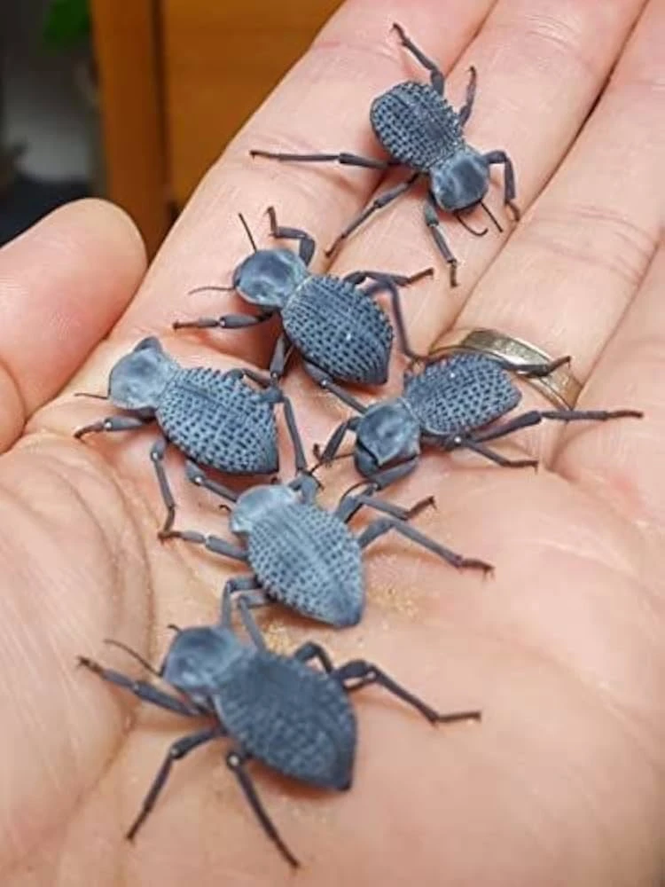 Blue Death Feigning Beetle (Group of 2) - Fun and Easy Care - Live Ironclad Beetle! (Collected and Shipped from Southern California): Amazon.com: Industrial & Scientific