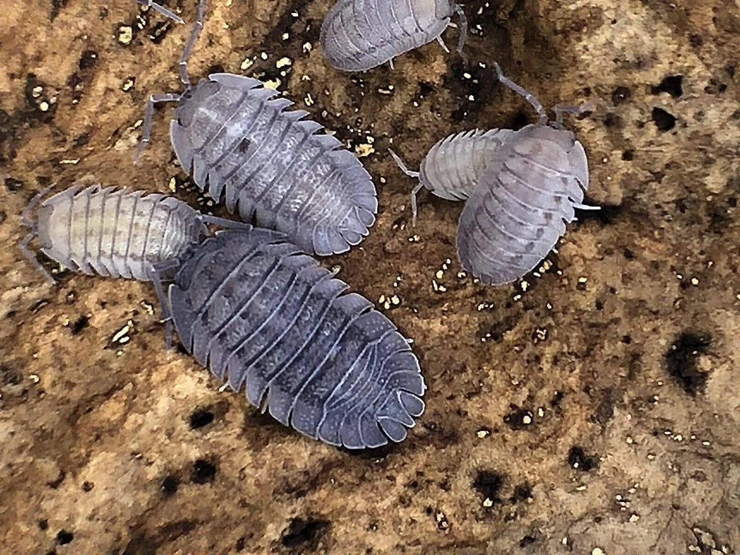 Buy Armadillidium Peraccae Isopods Live Roly Poly Cleanup Crew for  Terrarium Reptile Online at desertcartINDIA