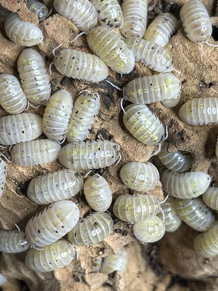 Amazon.com : Bugzy Bugs Armadillidium Vulgare Japan Magic Potion Isopods 10 Count Live Roly Poly Insect Pet Food Clean Up Crew for Terrarium Reptile : Pet Supplies
