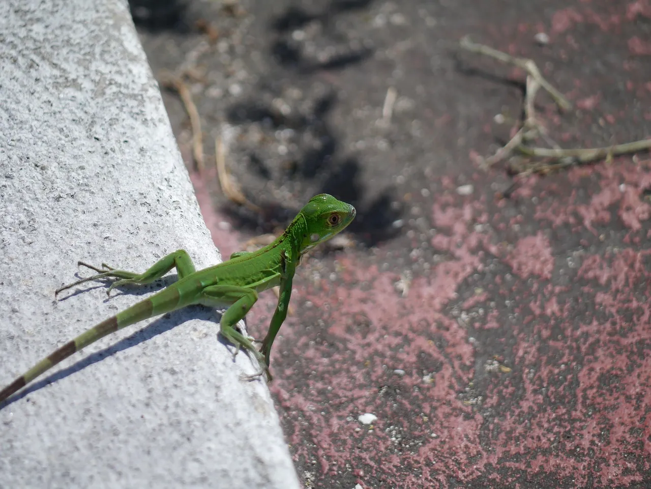 Baby Hypo Iguana - Reptiles For Sale