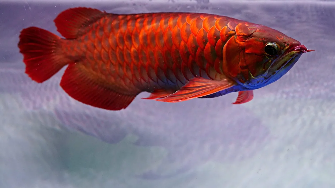 Buy 24K Golden Arowana