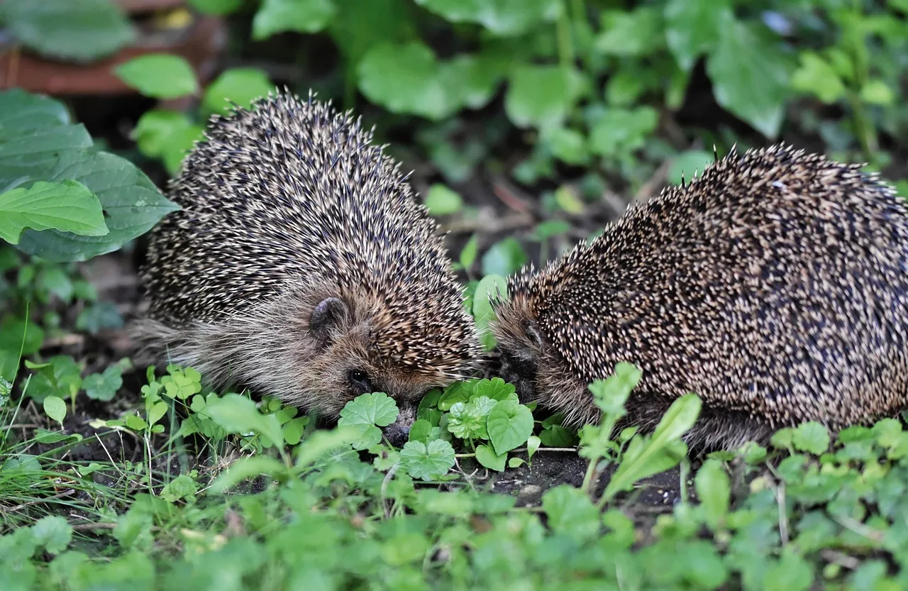 hedgehog pet for sale