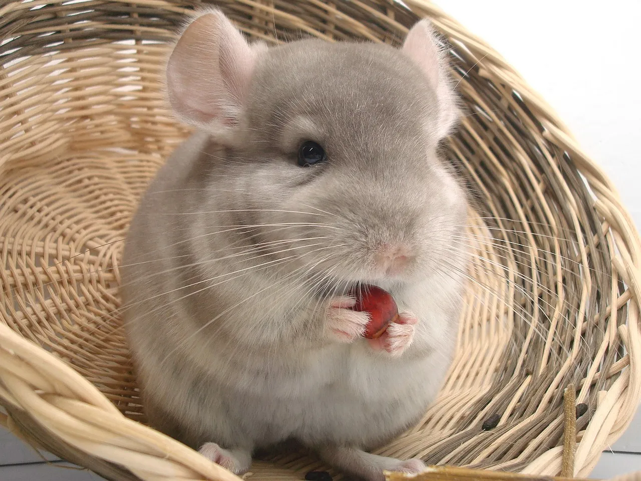 baby chinchillas for sale