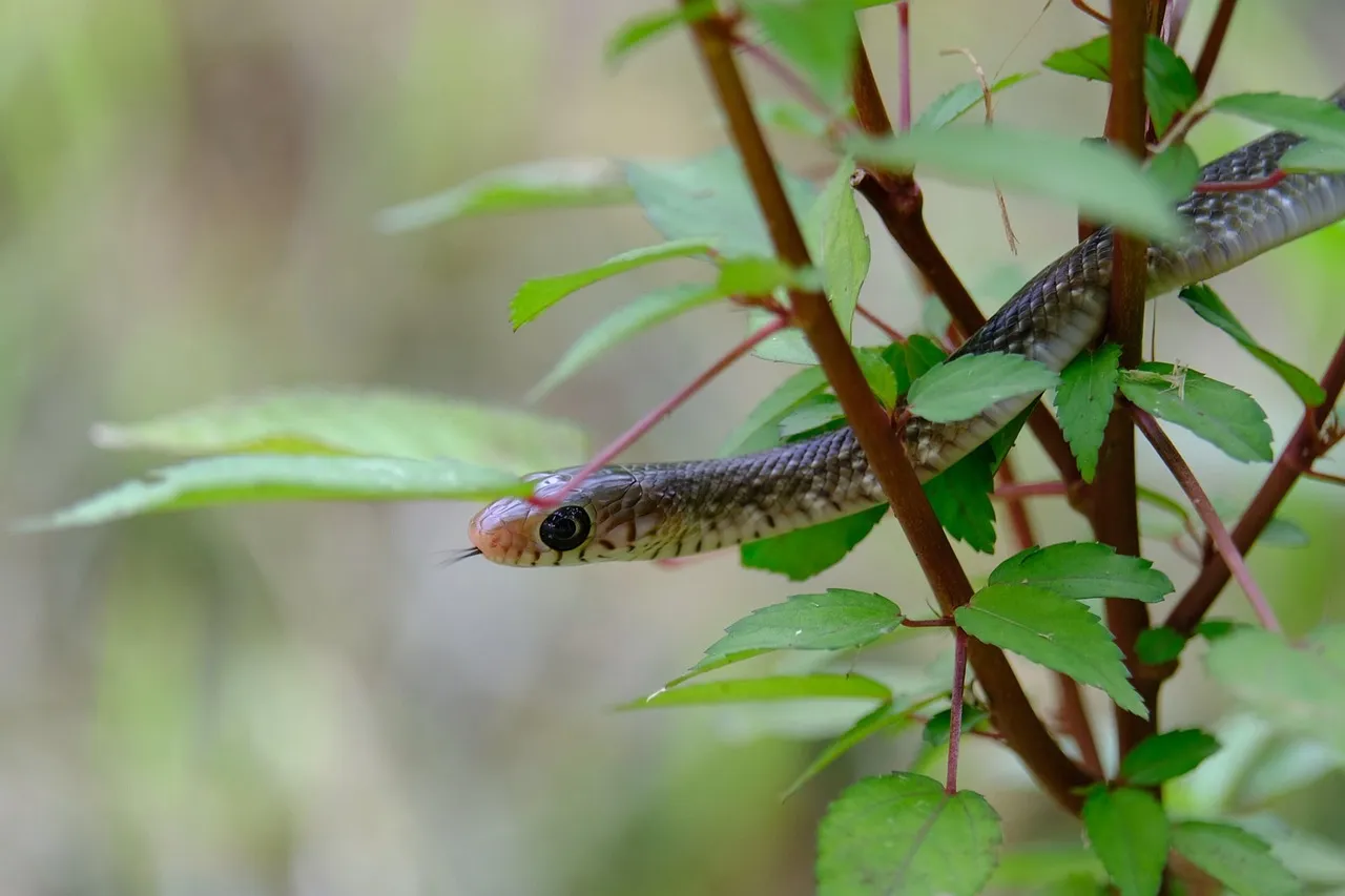 Baby Black Blood Python