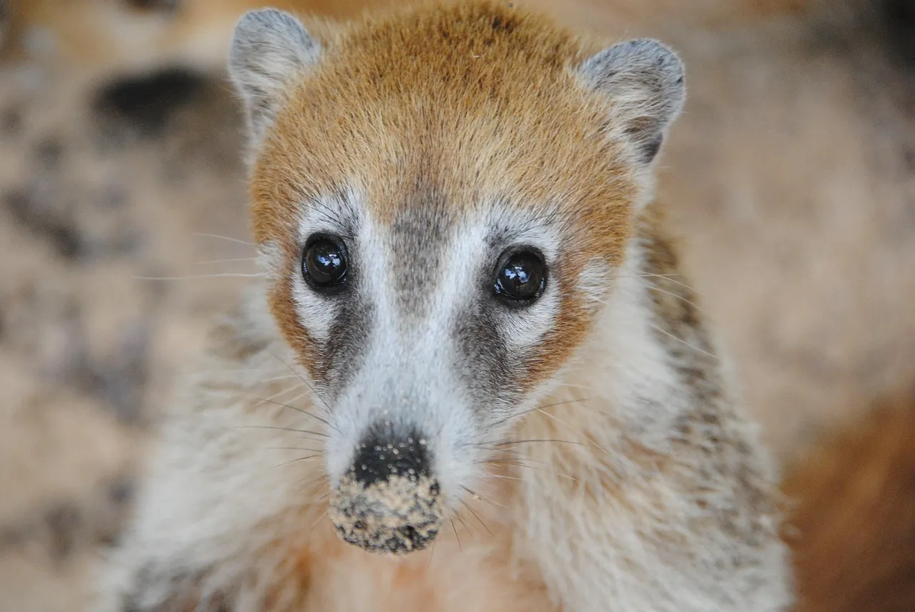 coatimundi for sale,