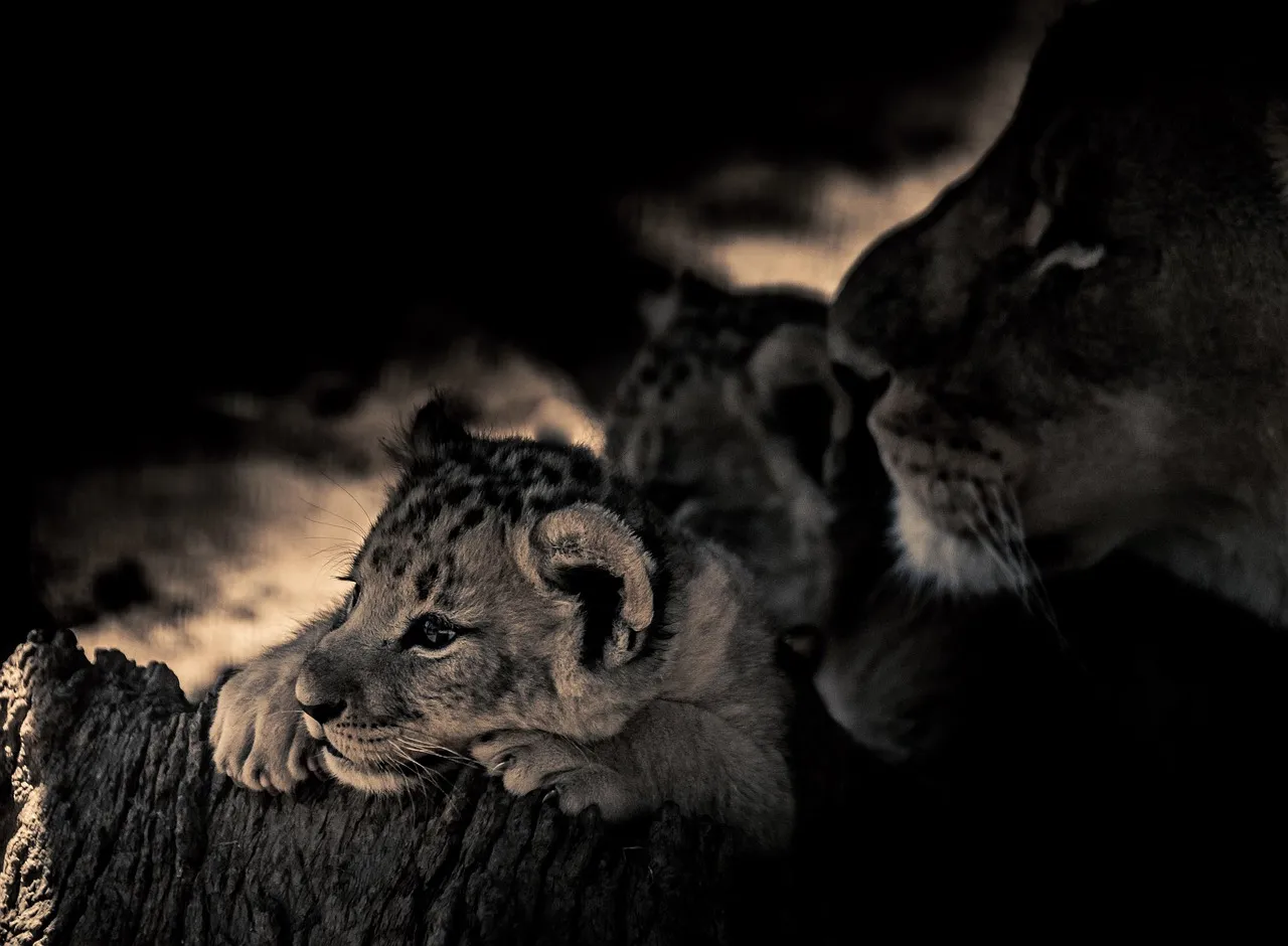 Lion cubs for sale in UAE black market | Environment – Gulf News
