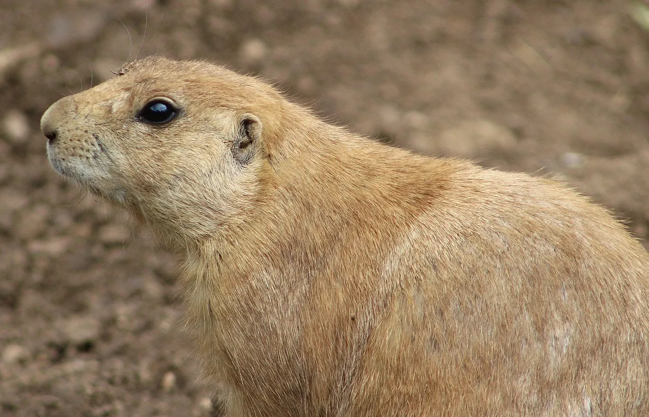 prairie dog for sale near me
