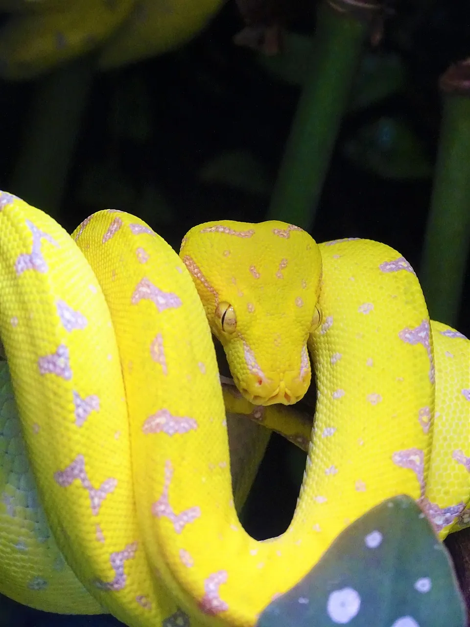 Baby Sumatran Short Tail Python