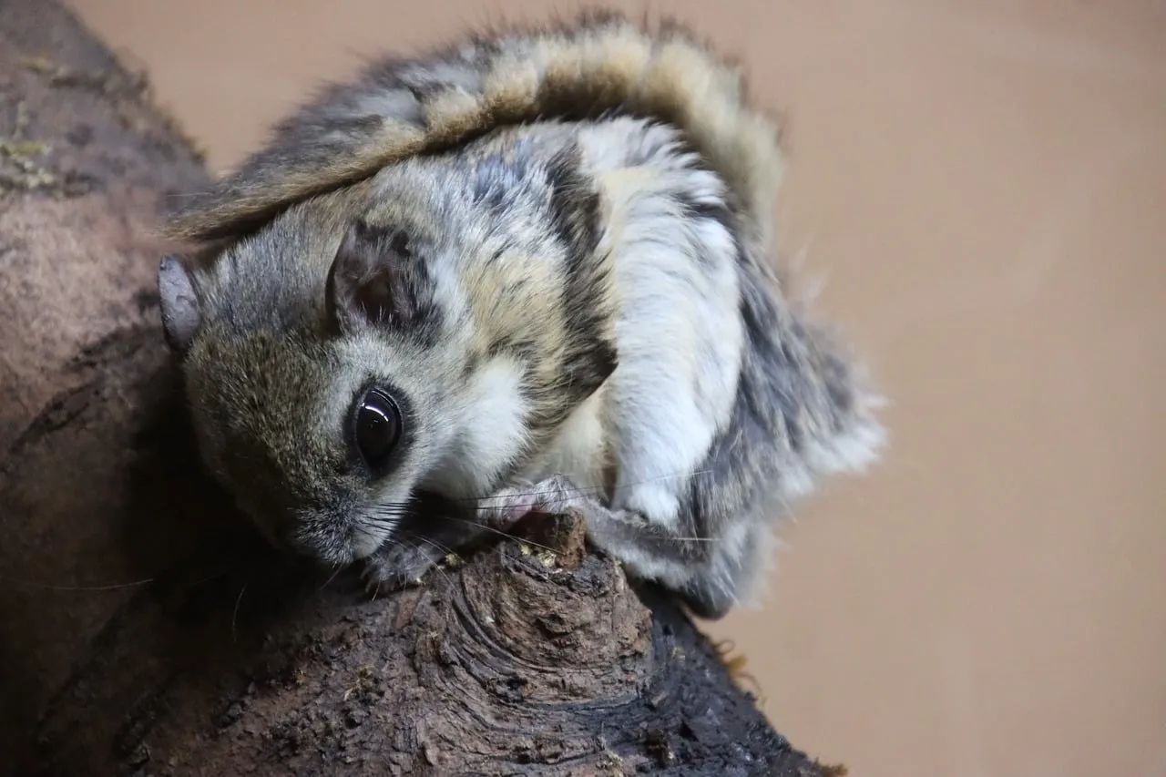 squirrel for sale