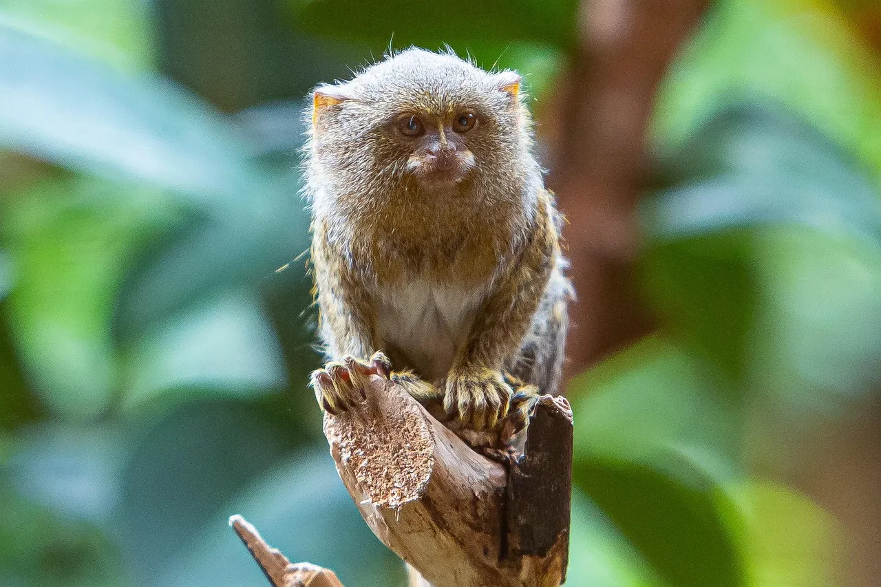 marmosets monkey for sale