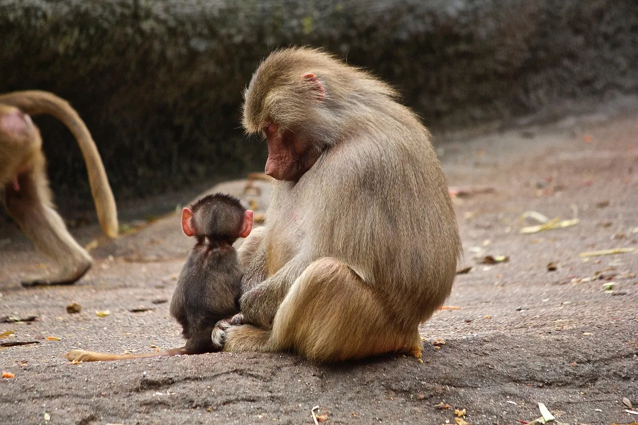 Buy Tamarin Monkey Shawn For Sale | Buy Tamarin Monkey Shawn