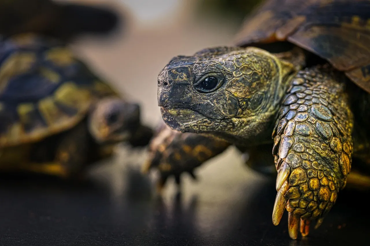 Adorable and Endearing Baby Yellowfoot Tortoise for Sale