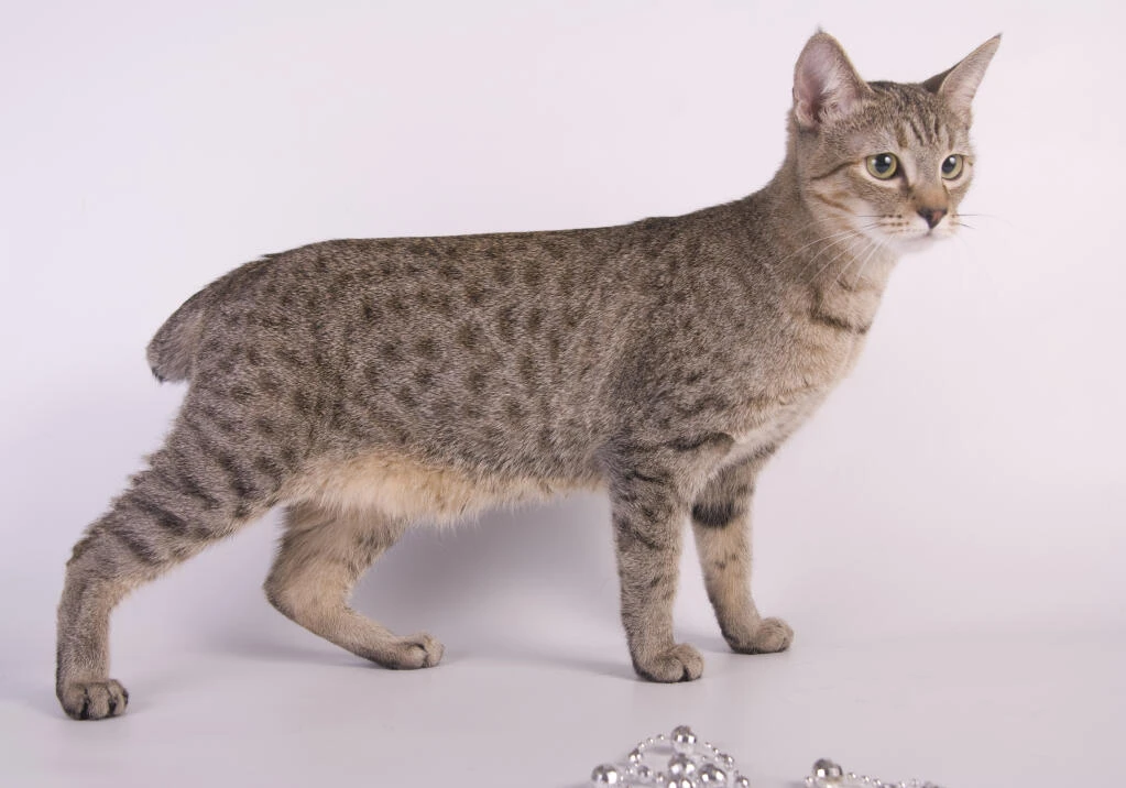 American Bobtail (Shorthair) Cats | Cat Breeds