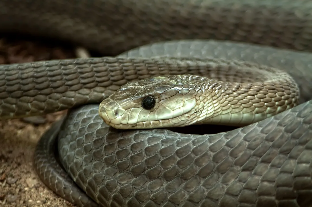 Aztec Colombian Redtail Boa