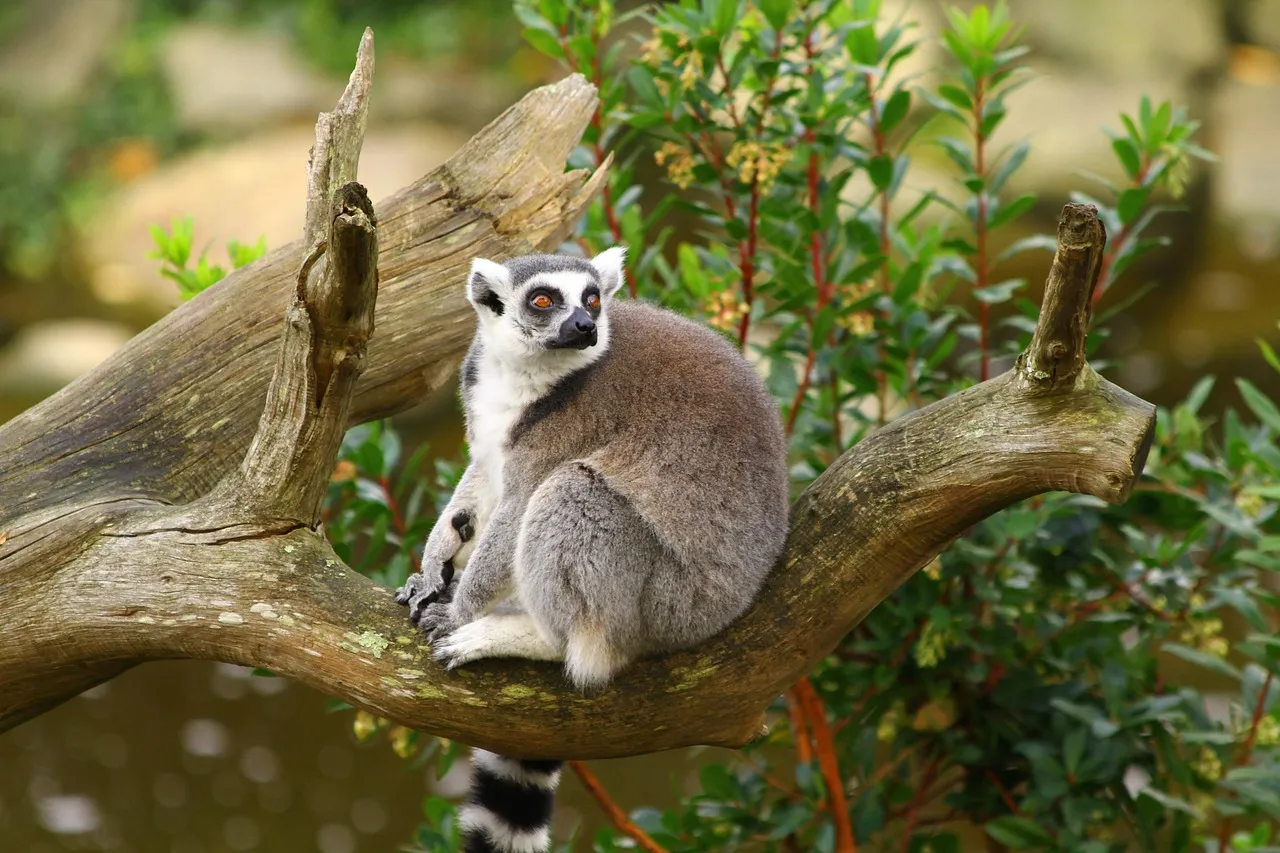 lemur for sale texas