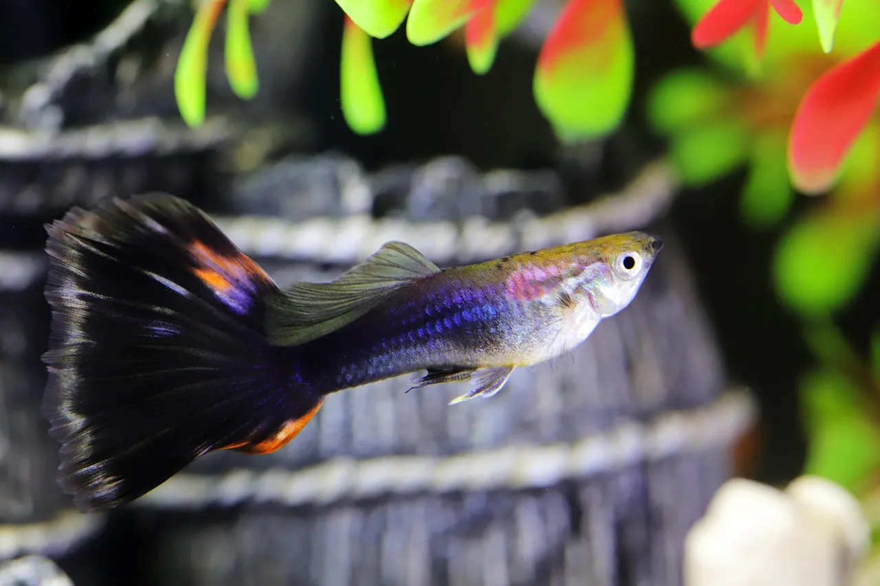 Buy 24K Golden Arowana
