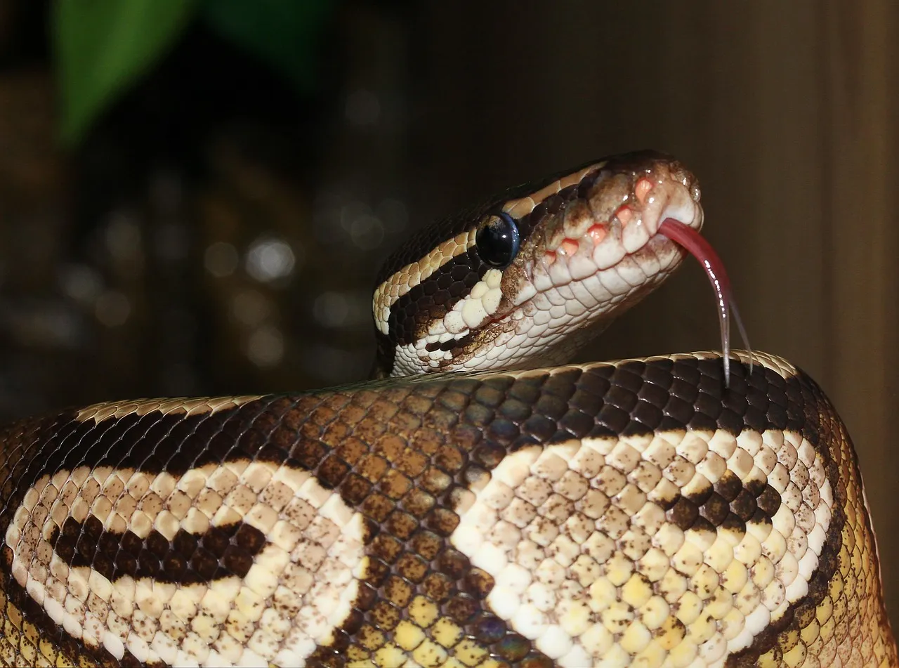 Baby Ball Python for sale