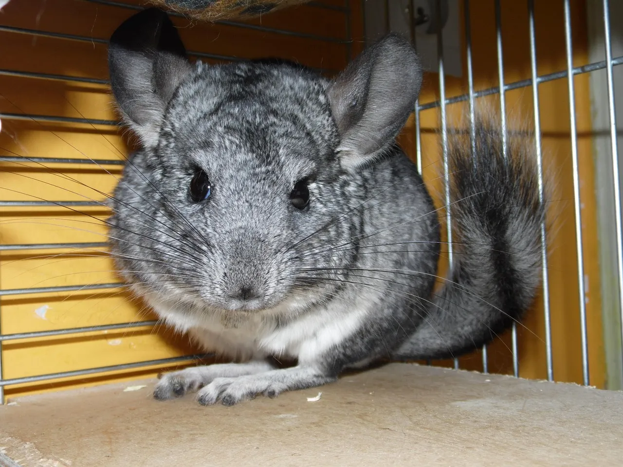 chinchillas for sale