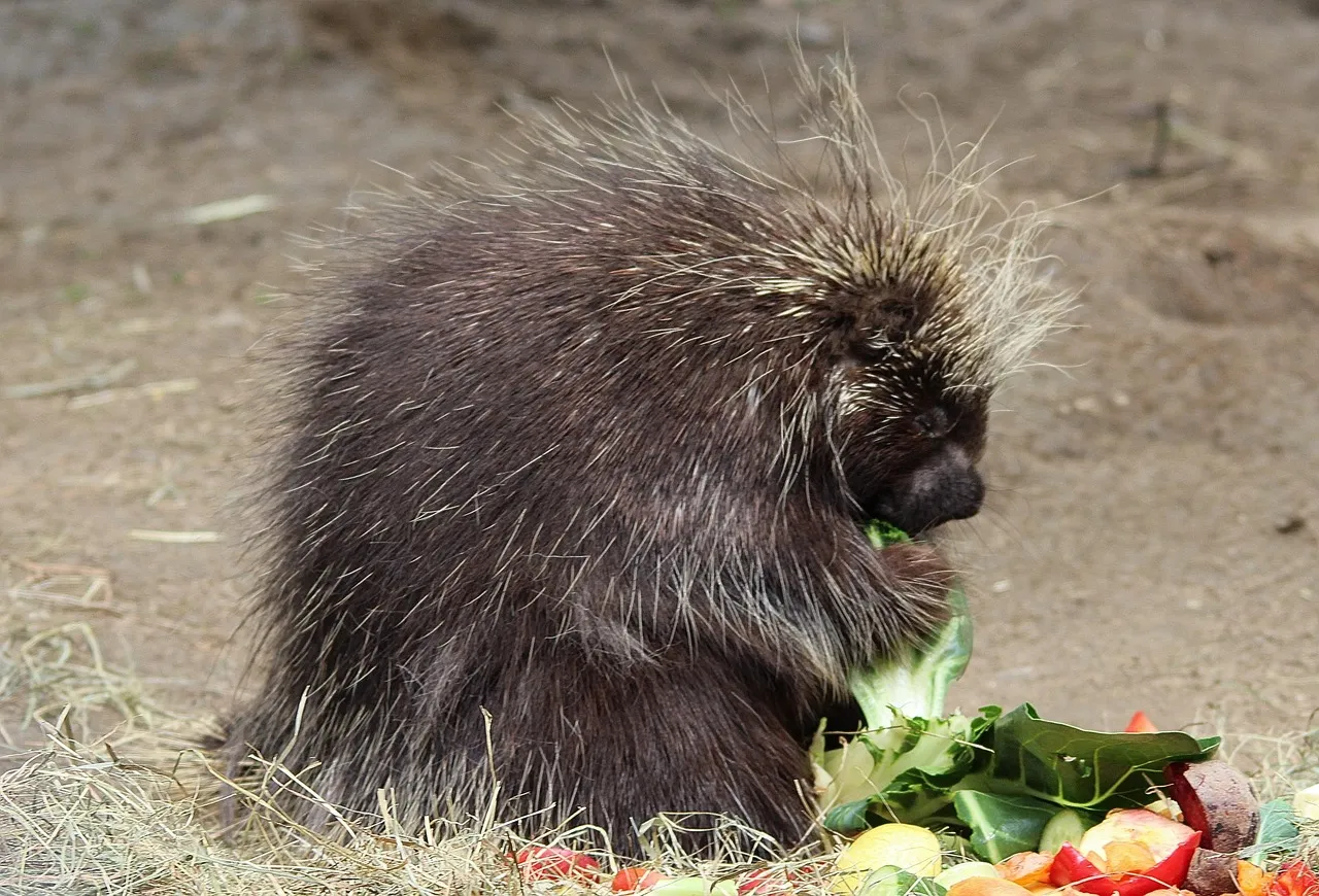 African porcupine