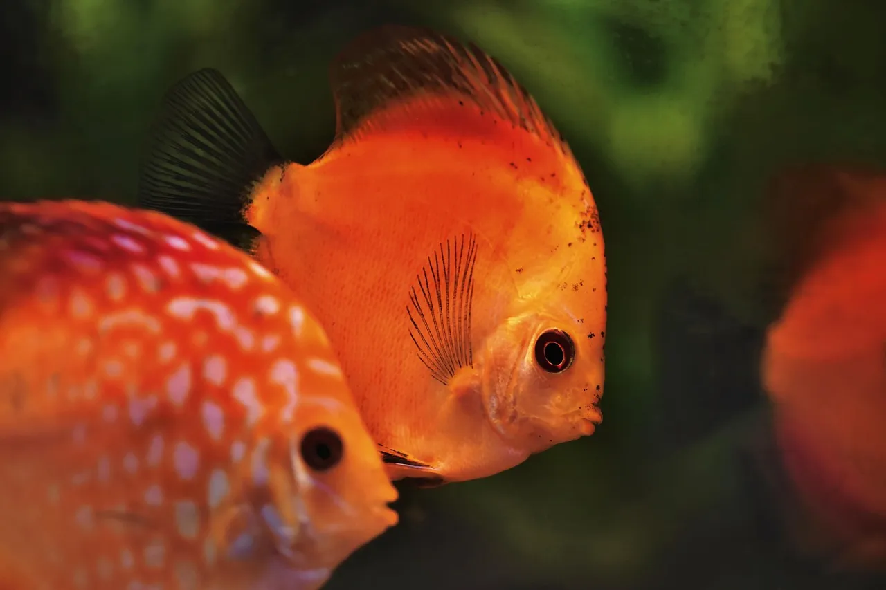 Planet Arowana Green Arowana for sale
