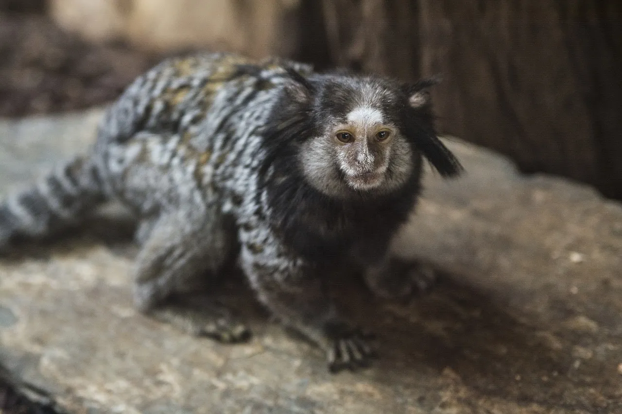 marmosets monkey for sale
