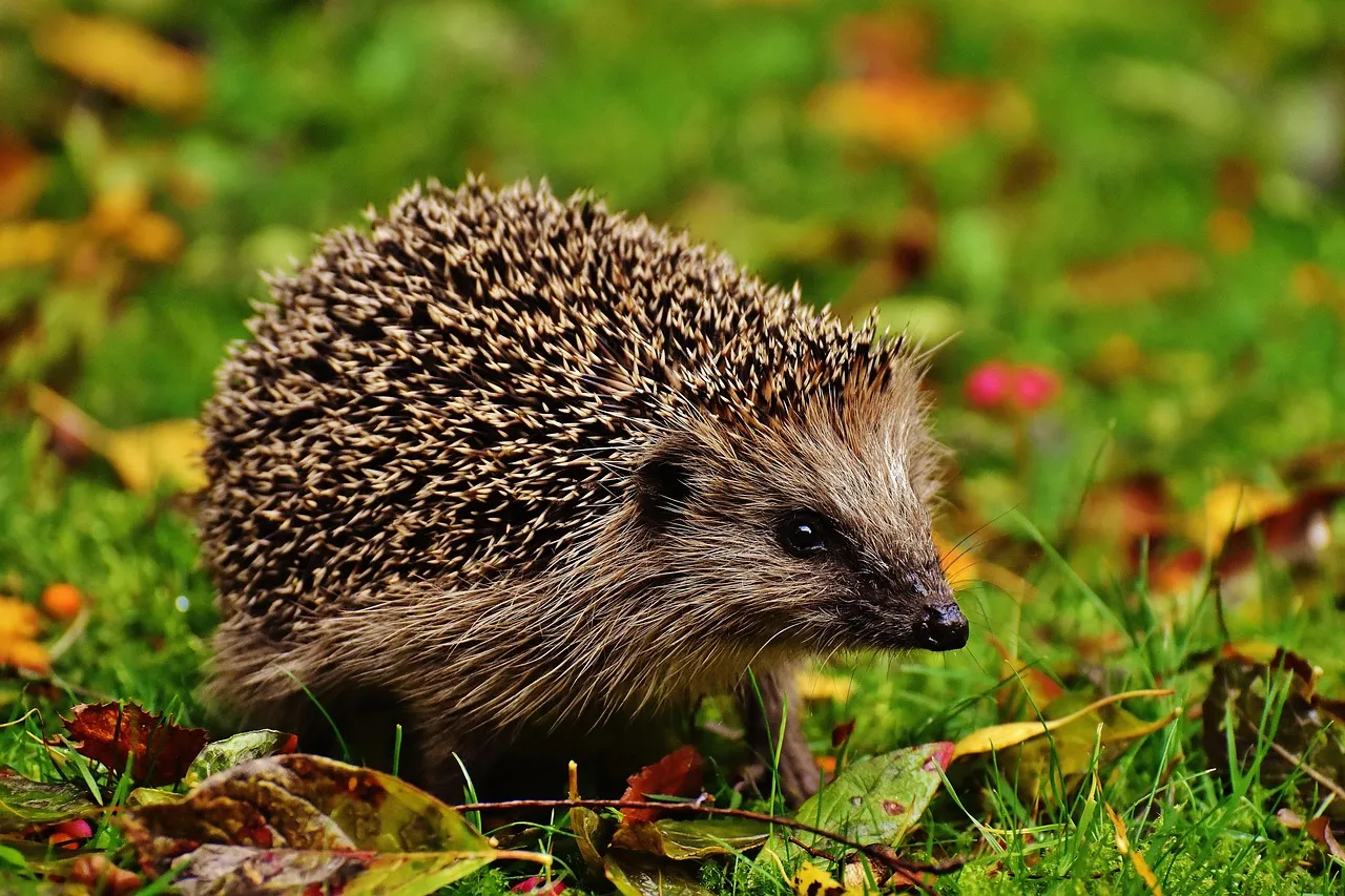 Long-eared hedgehog