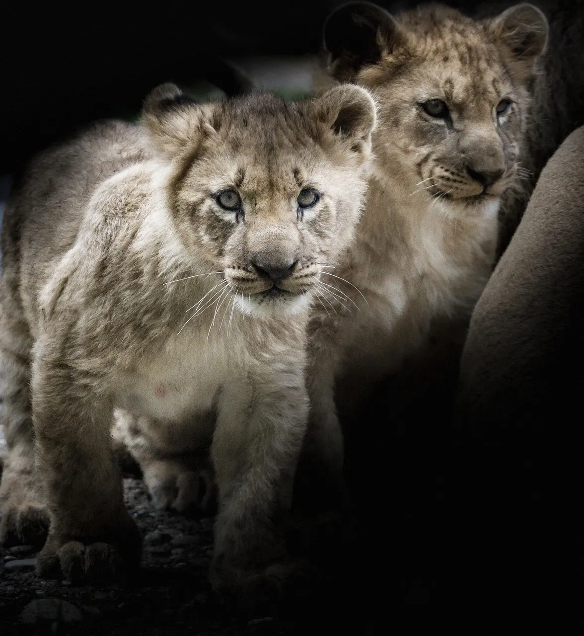 Lovely Lion Cubs for sale Al Nakheel, Ras Al Khaimah City