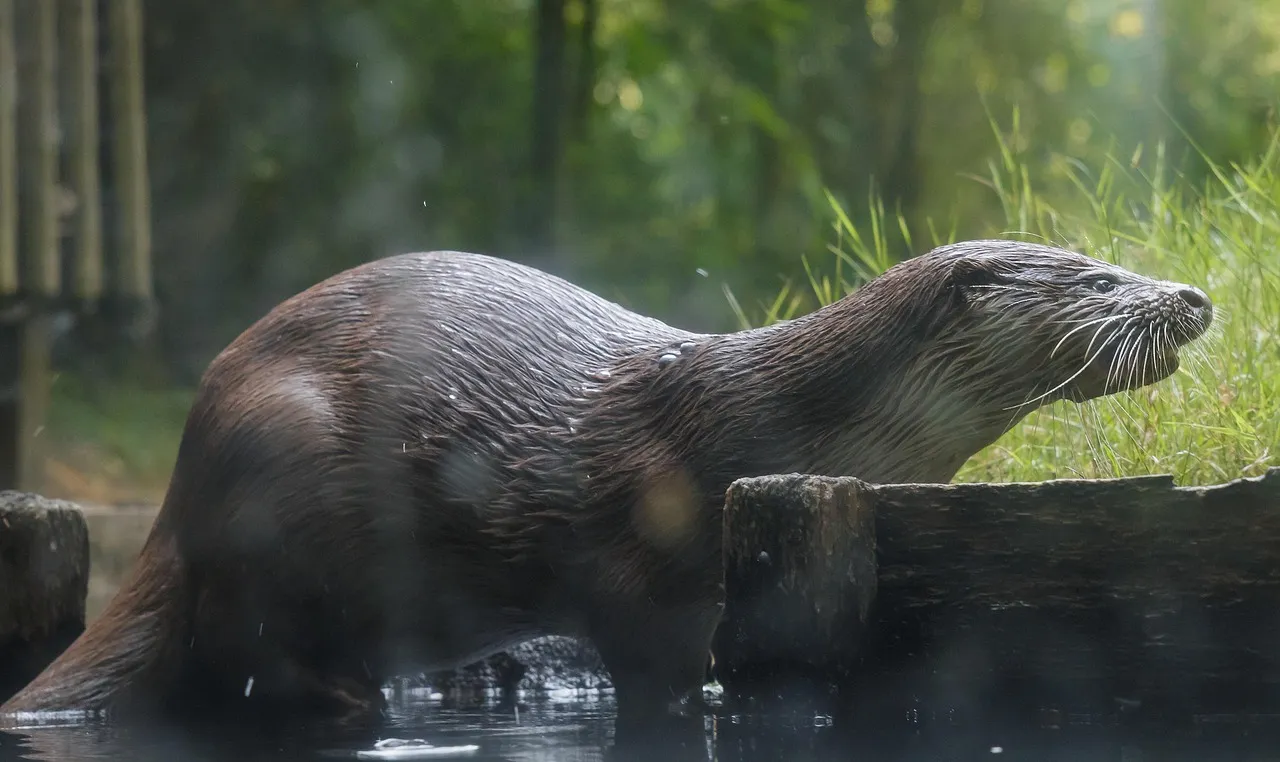 Male Asian Small Clawed Otters