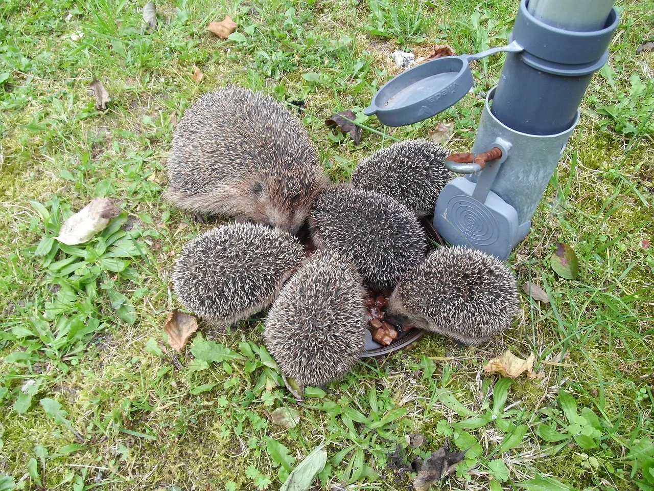 Long-eared hedgehog