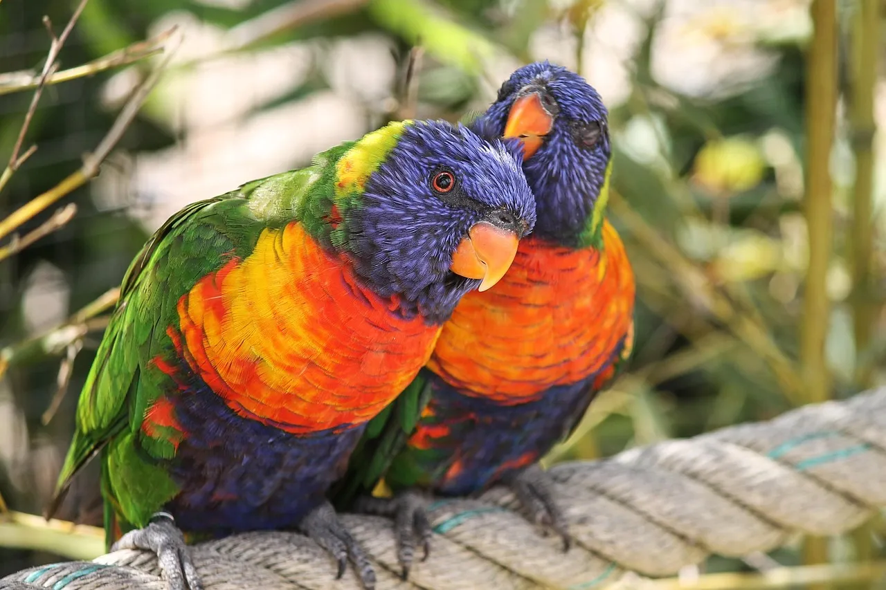 Racing Pigeons For Sale