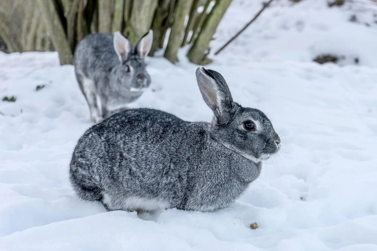 baby chinchillas for sale