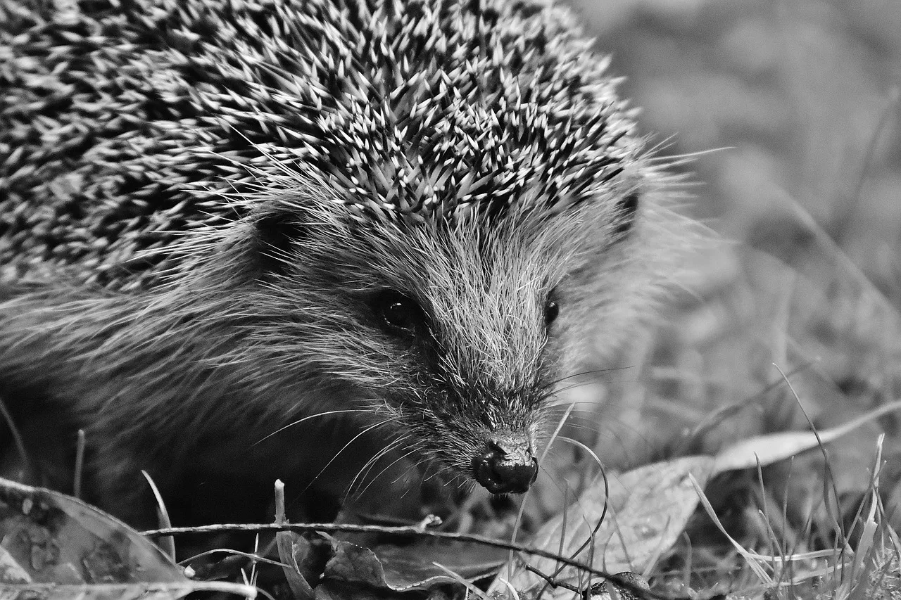 baby hedgehog for sale