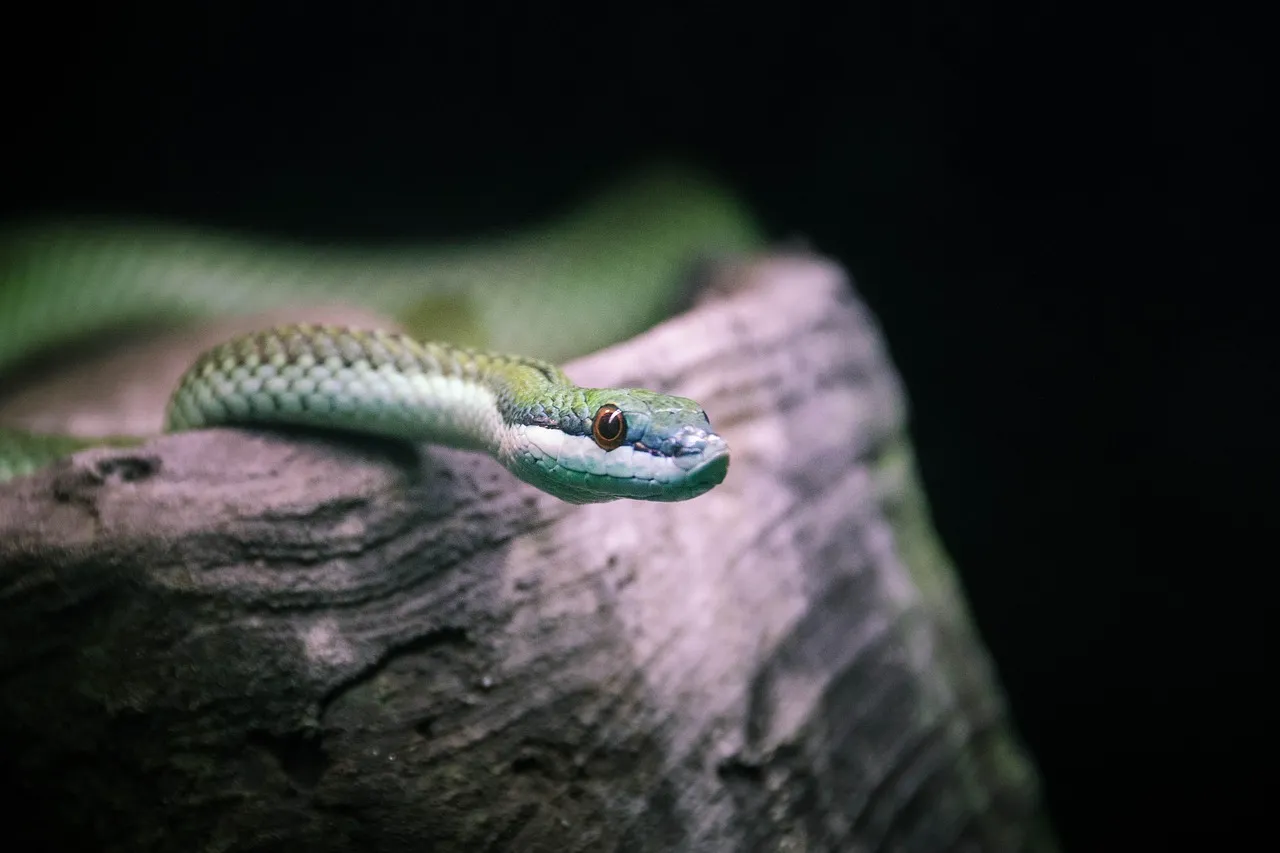 Green Tree Python For Sale