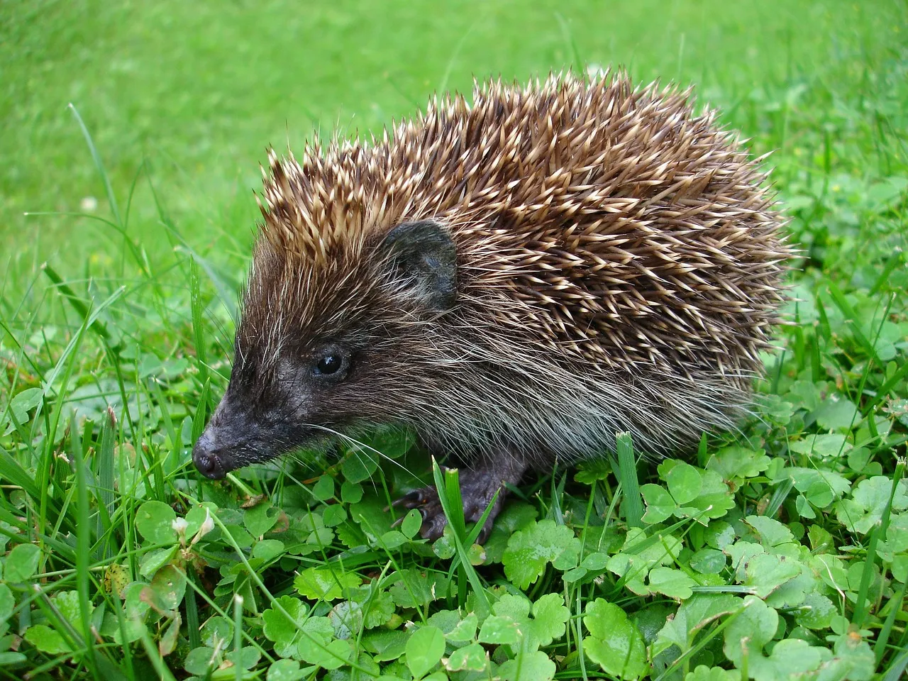 baby hedgehog