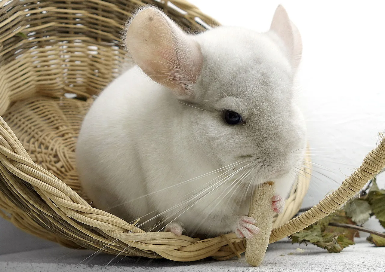 baby chinchillas for sale