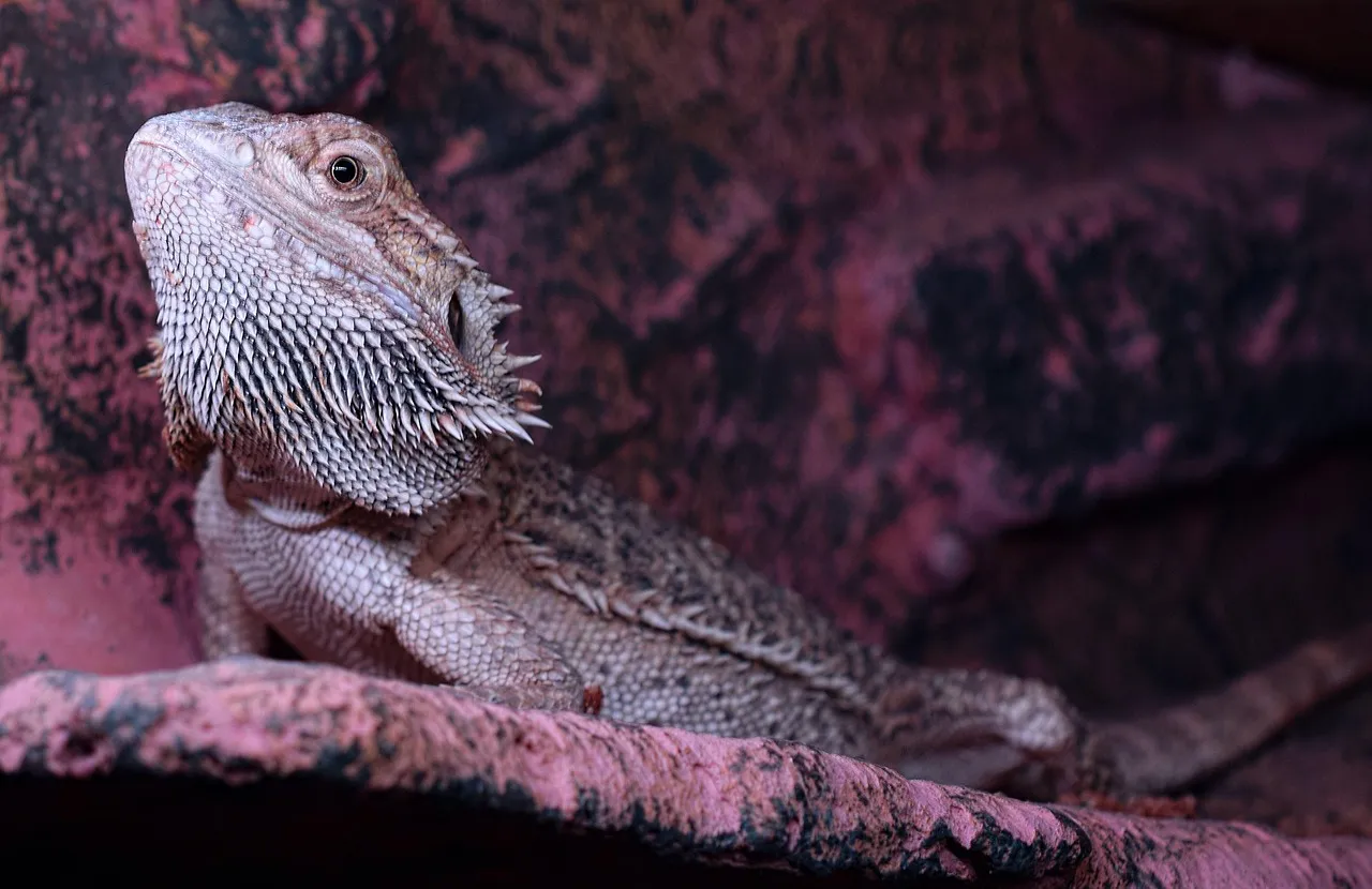 Adult Female Classic Bearded Dragon - Colorado Reptiles