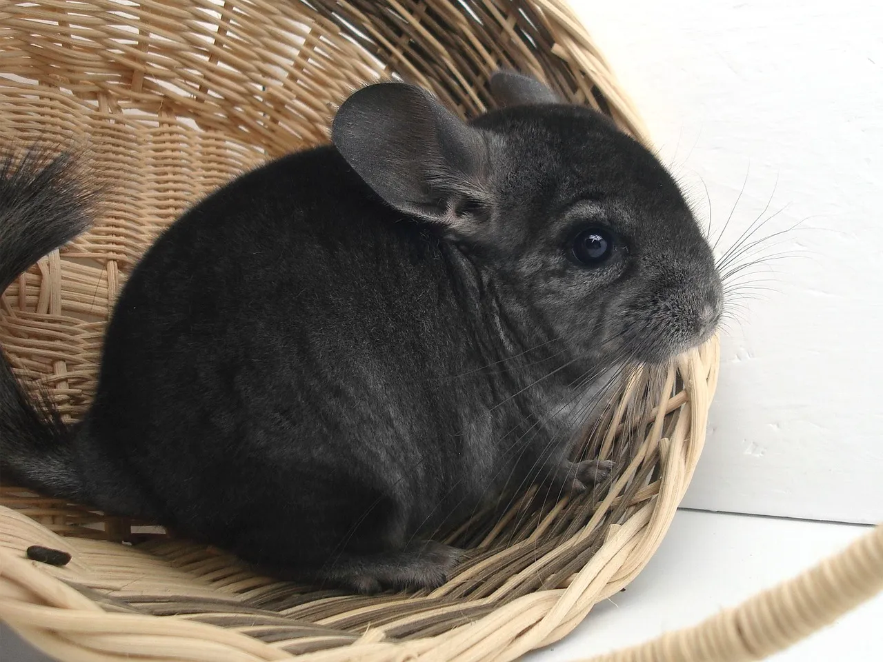 where to buy a chinchilla