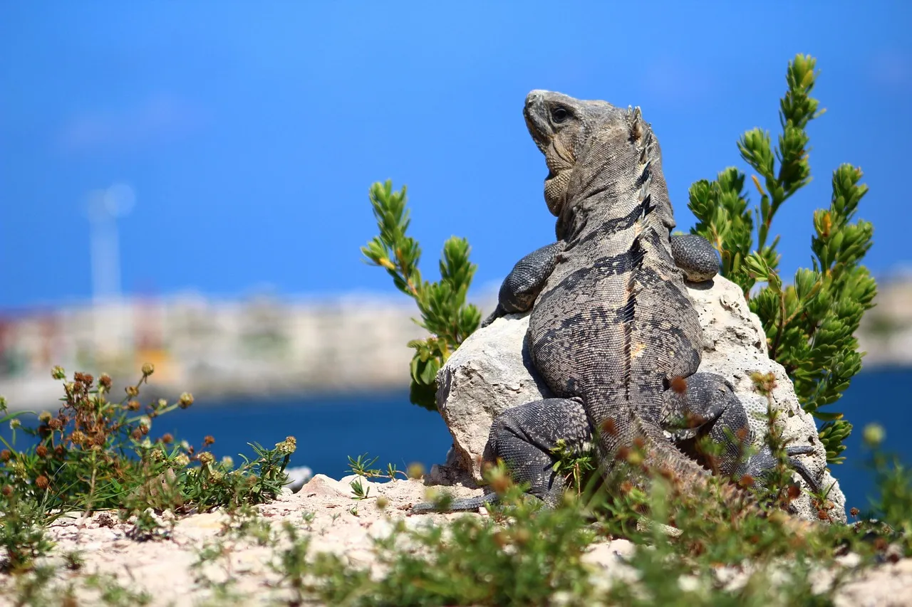 Baby Grand Cayman Blue Iguana For Sale - Upriva Reptiles