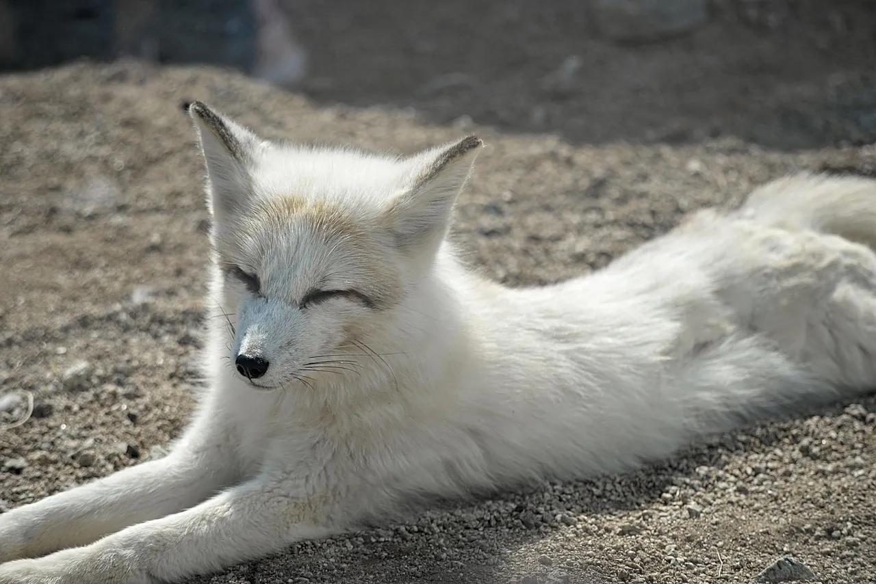 buy fennec fox