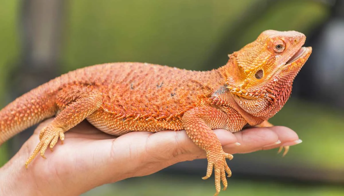 Types of Bearded Dragons » View Different Types, Colors, & Species