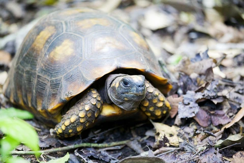 Yellow Foot Tortoise for Sale | Reptiles for Sale