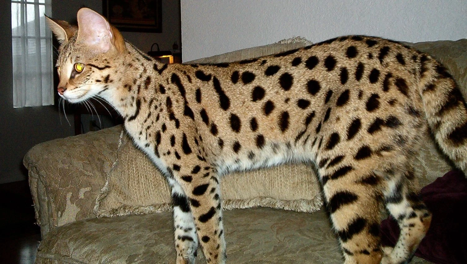Buy Savannah Cats in California | SeaSideHills Savannah Cats