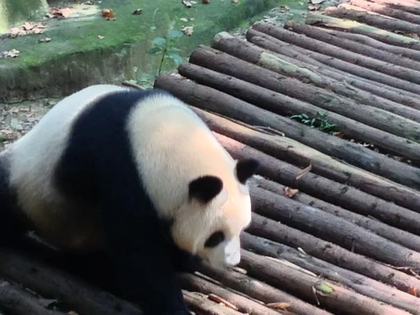 How much does it cost to buy a panda? - Quora