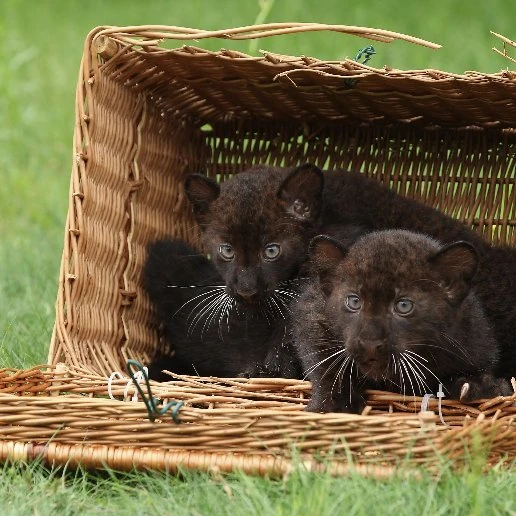 wildanimalpets on X: "BLACK PANTHER CUBS FOR SALE AVAILABLE ON MARKET https://t.co/qiQwraNX7c https://t.co/NPzUWugnN2" / X